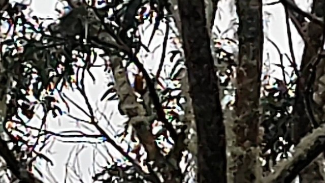 Hawaii-Sichelkleidervogel - ML617497249