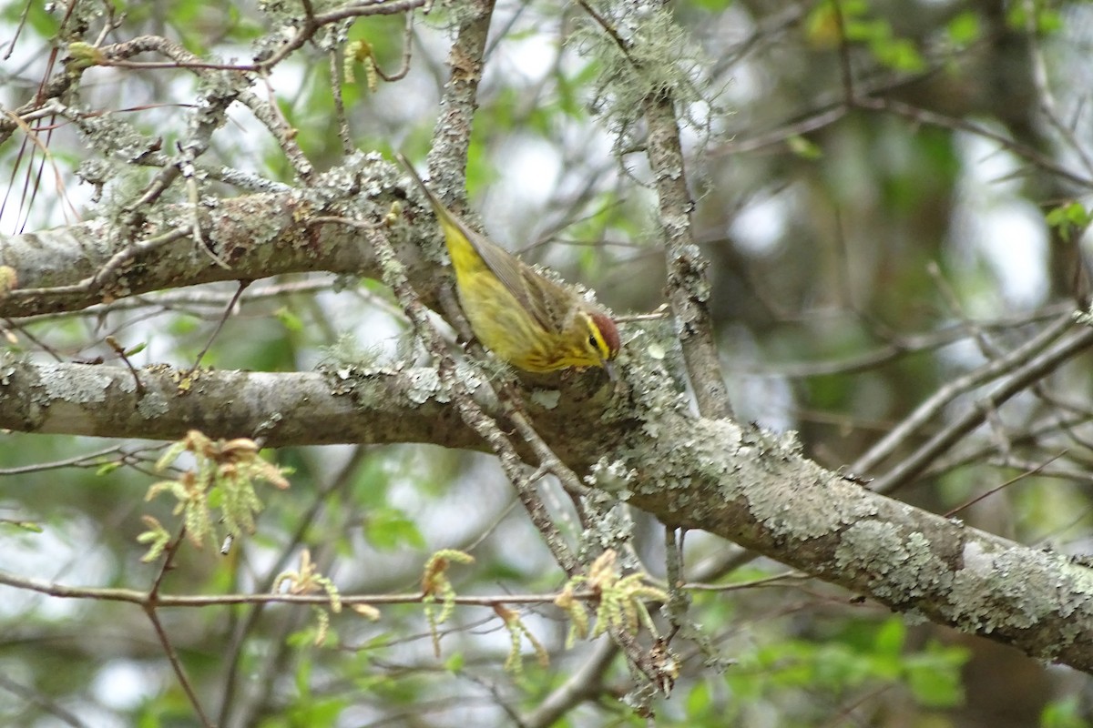 Palm Warbler (Yellow) - Maeve and Joey Coker