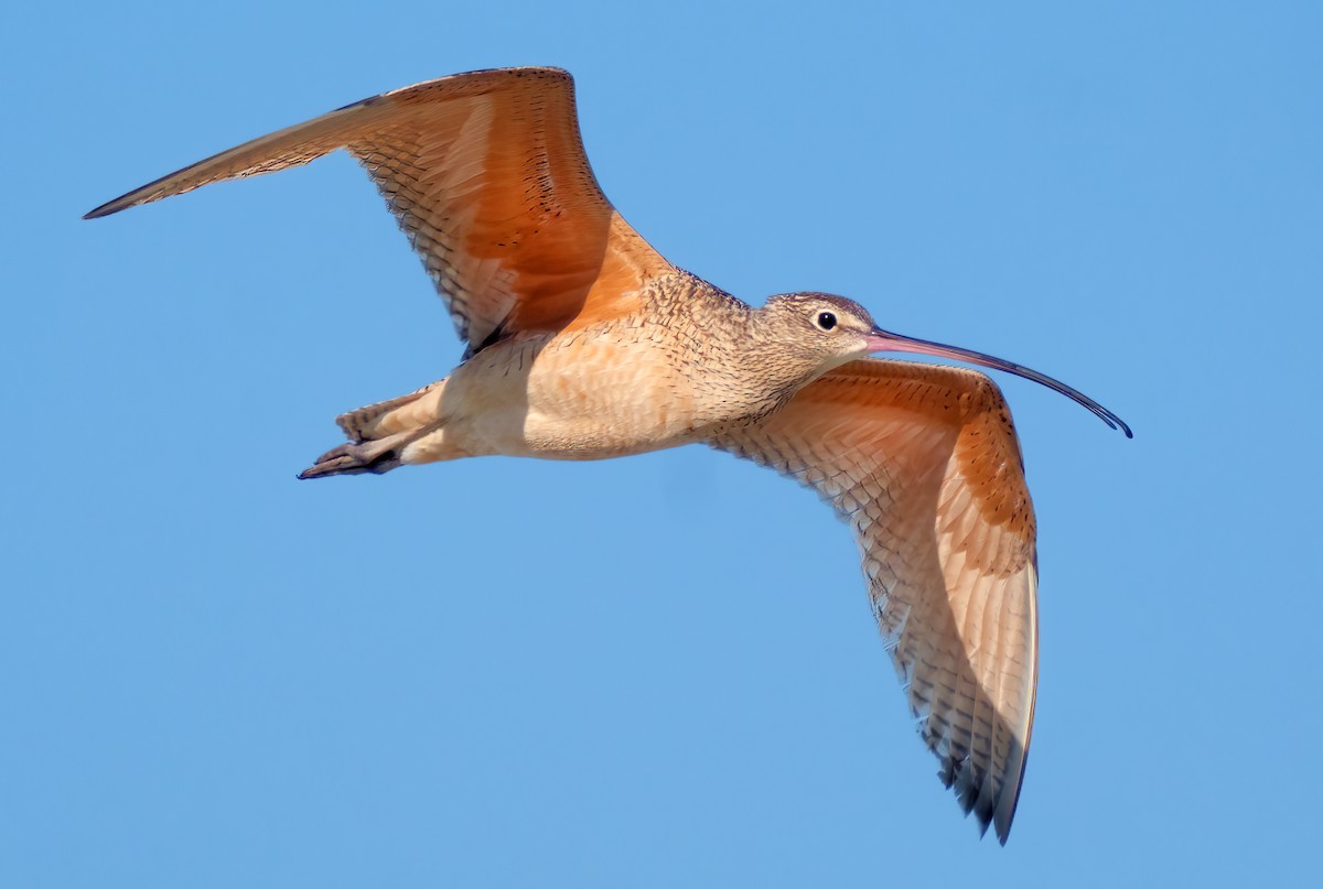 Long-billed Curlew - ML617497299