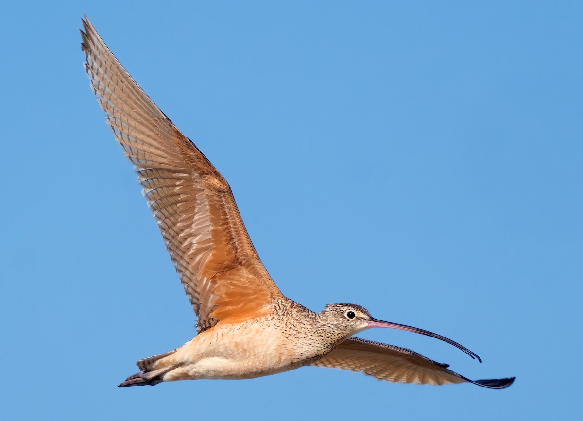 Long-billed Curlew - Mark Chappell
