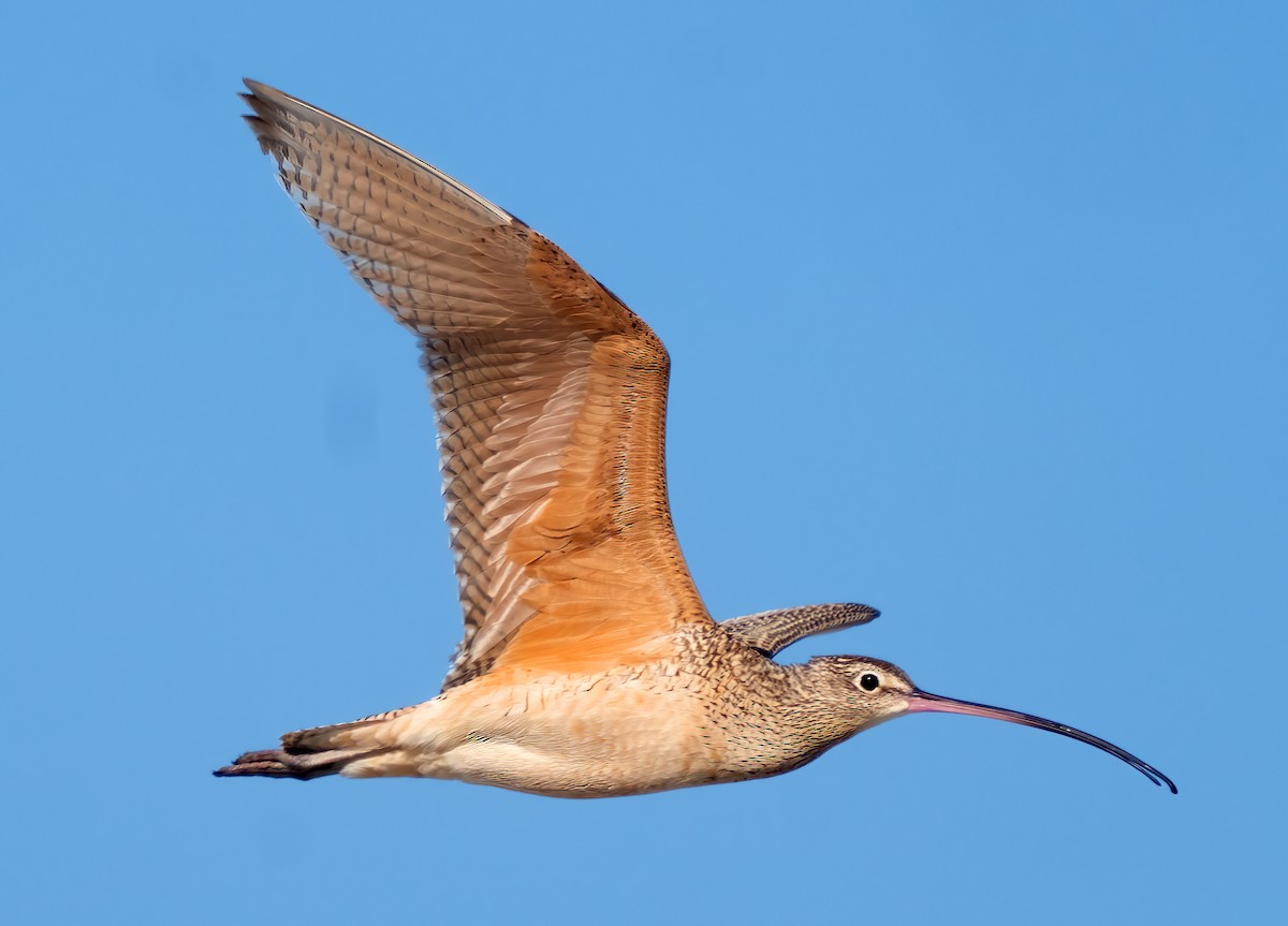 Long-billed Curlew - ML617497301