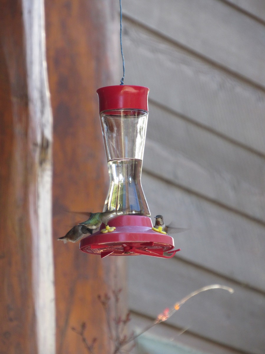 Rufous Hummingbird - ML617497324