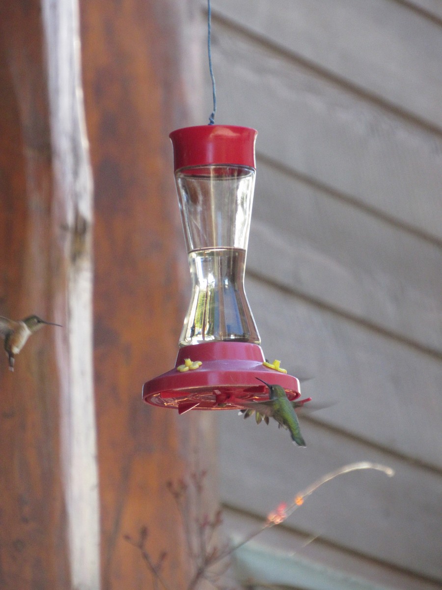 Rufous Hummingbird - ML617497325