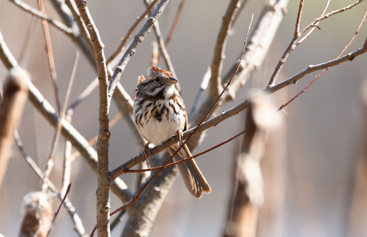Song Sparrow - Tim Griffiths