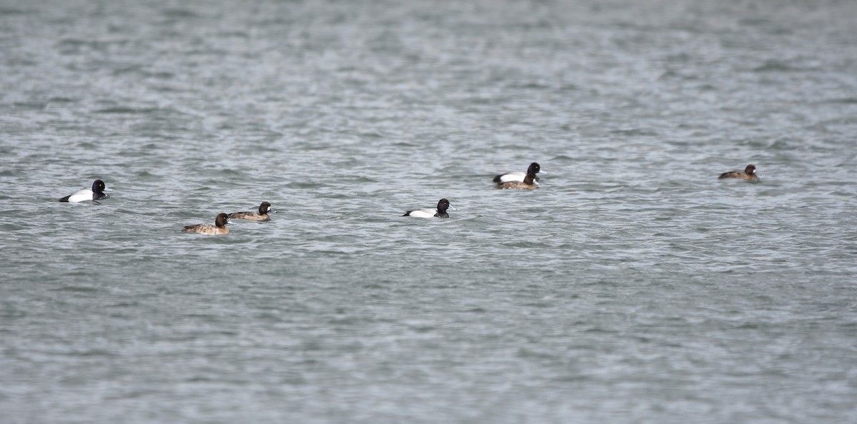 Lesser Scaup - Christopher Lindsey