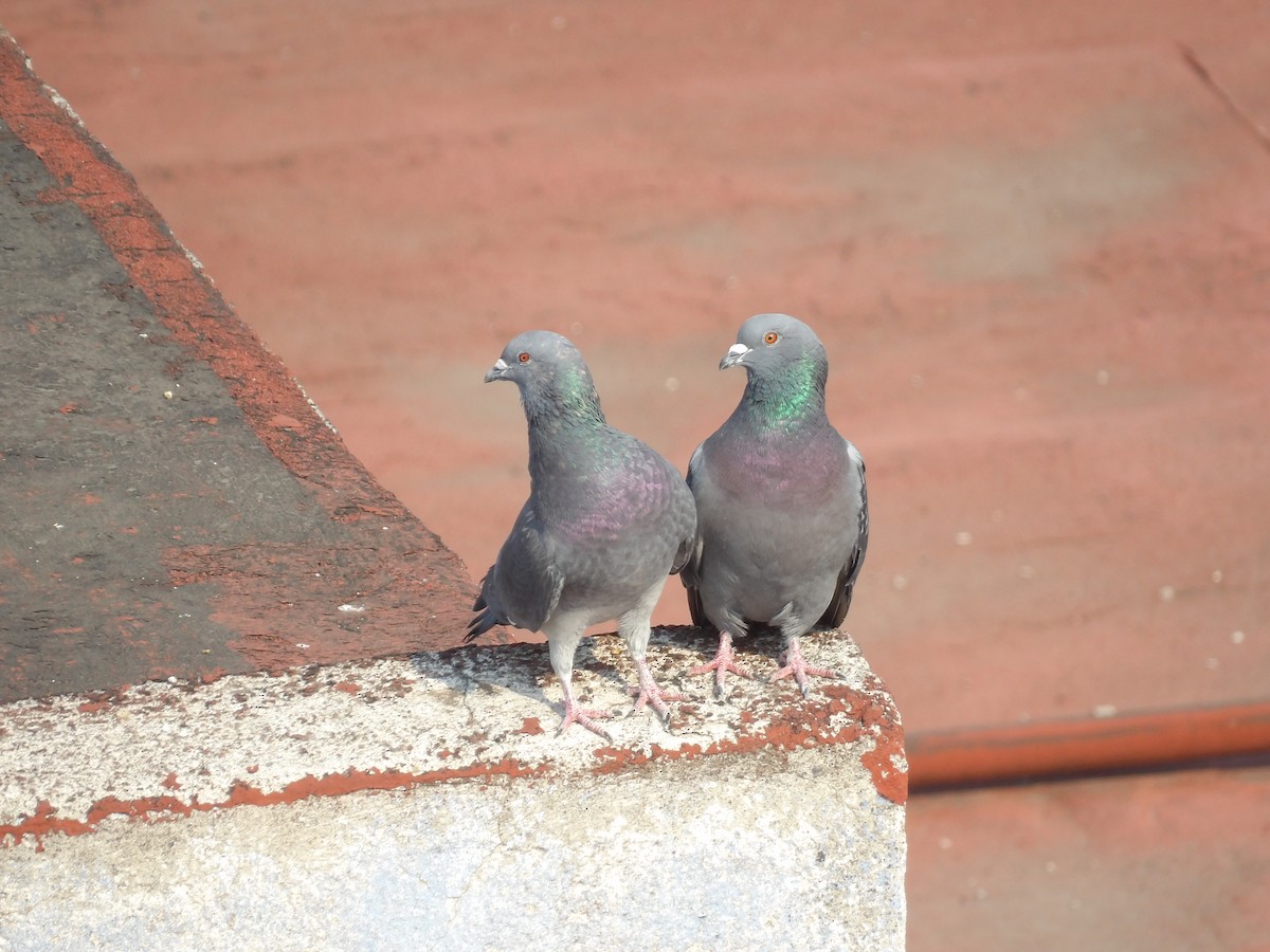 Rock Pigeon (Feral Pigeon) - ML617497426