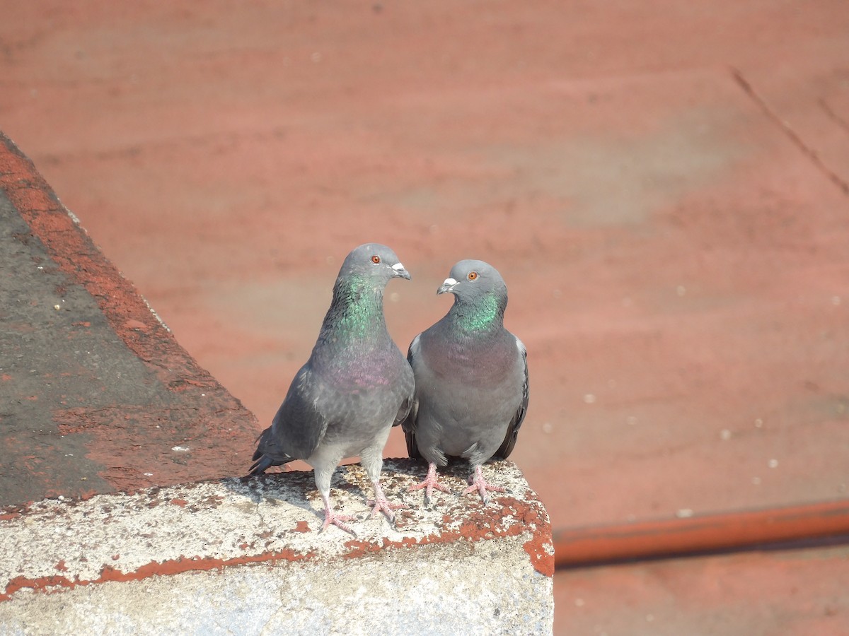 Rock Pigeon (Feral Pigeon) - ML617497433