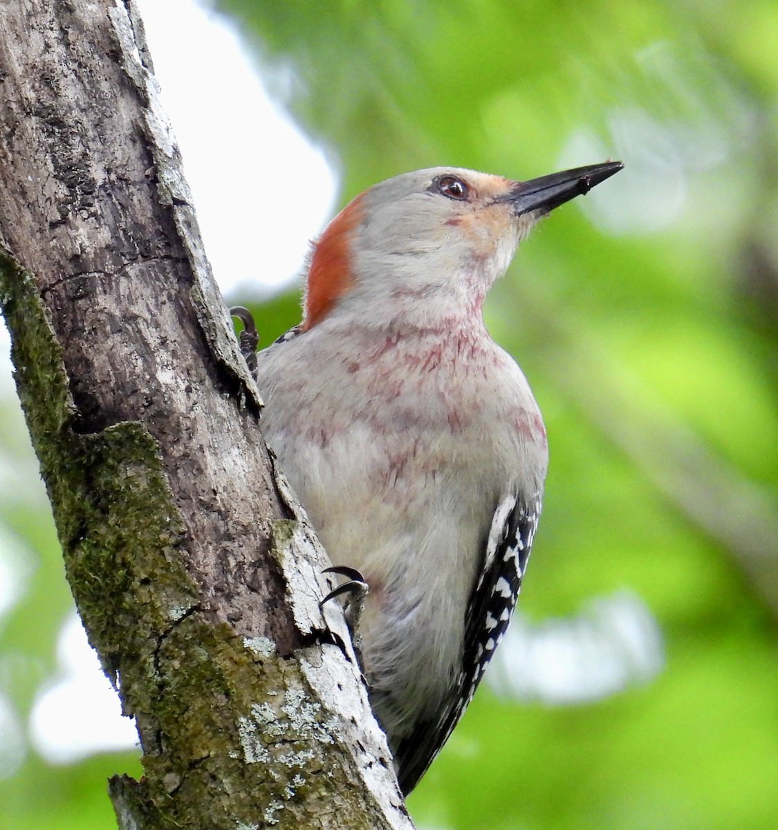 Red-bellied Woodpecker - ML617497442