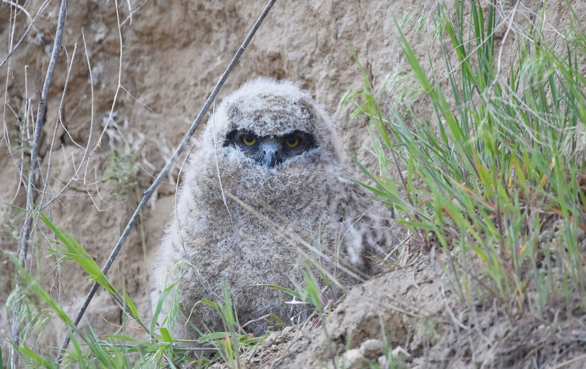 Great Horned Owl - ML617497445