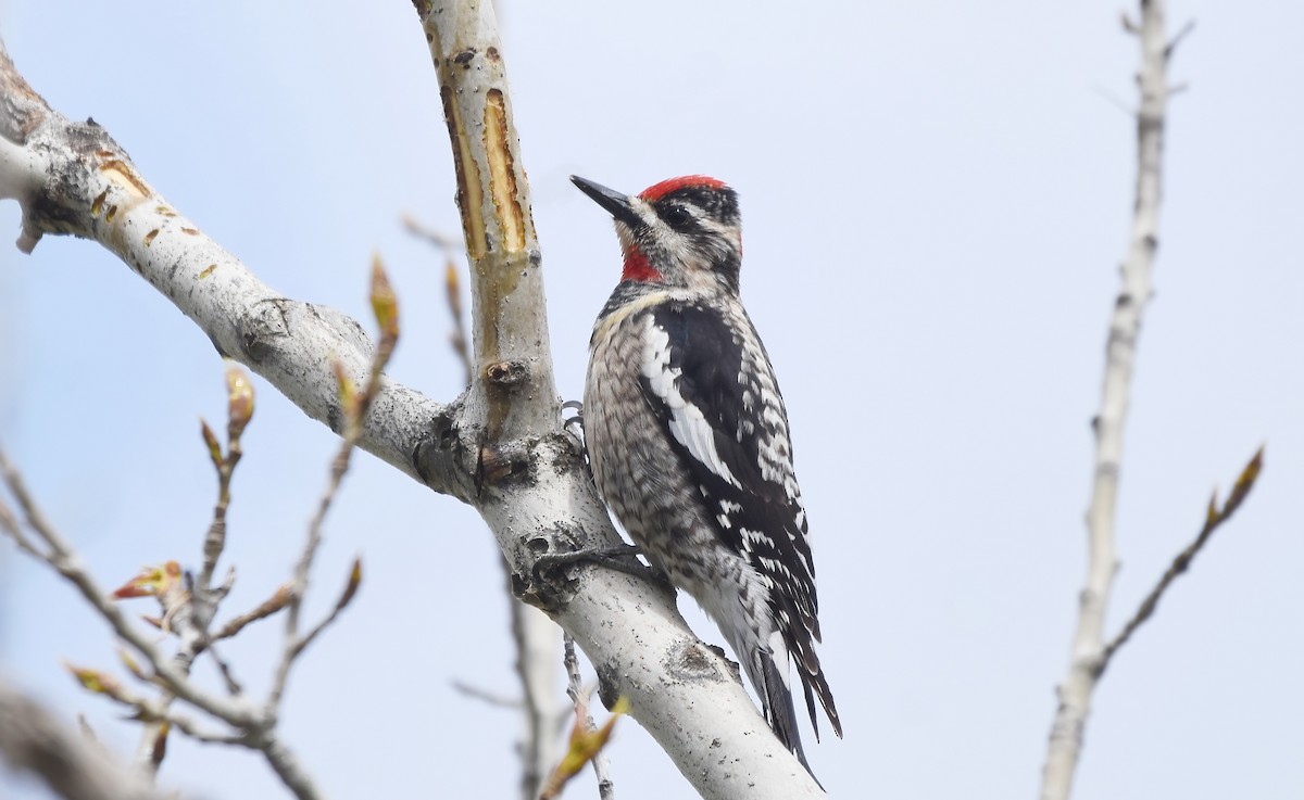 Red-naped Sapsucker - Christopher Lindsey