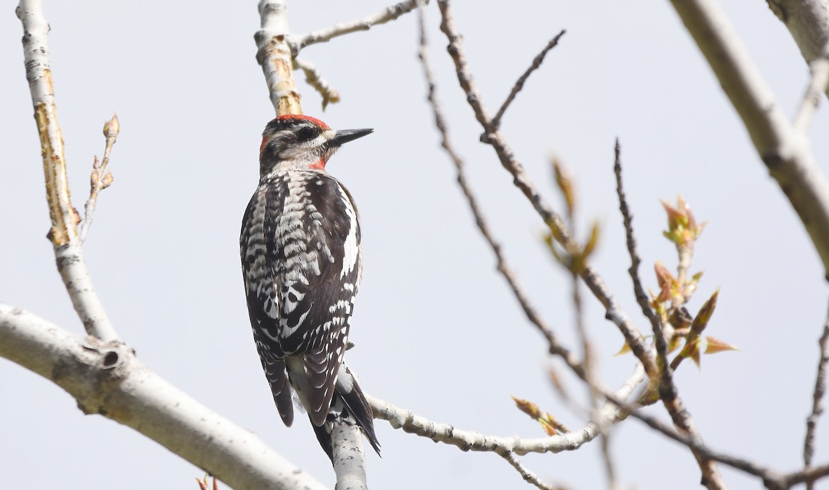 Red-naped Sapsucker - Christopher Lindsey