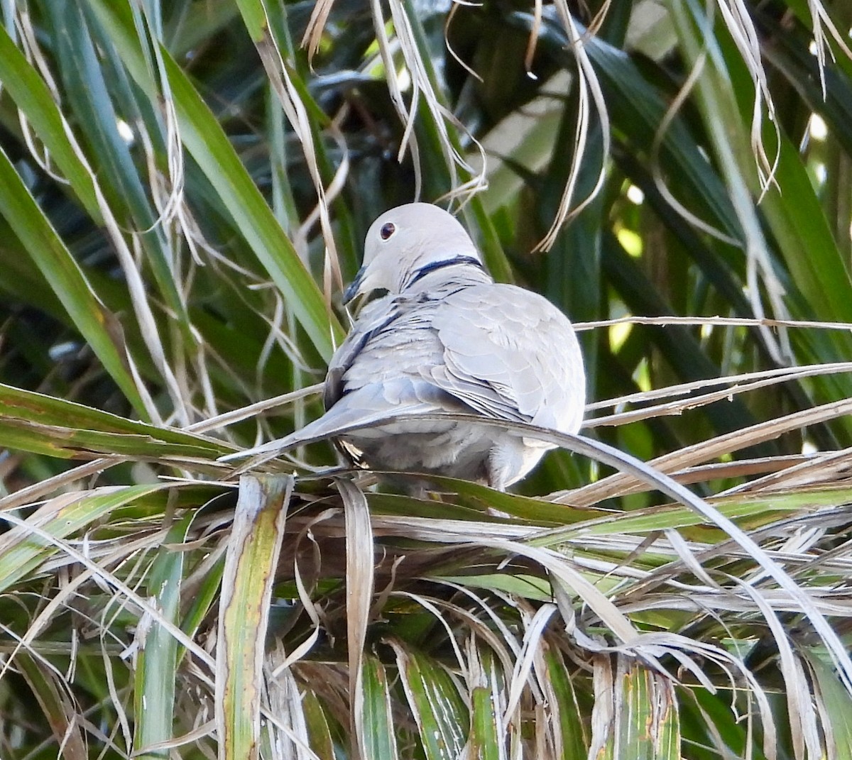 Eurasian Collared-Dove - Eve Waterman