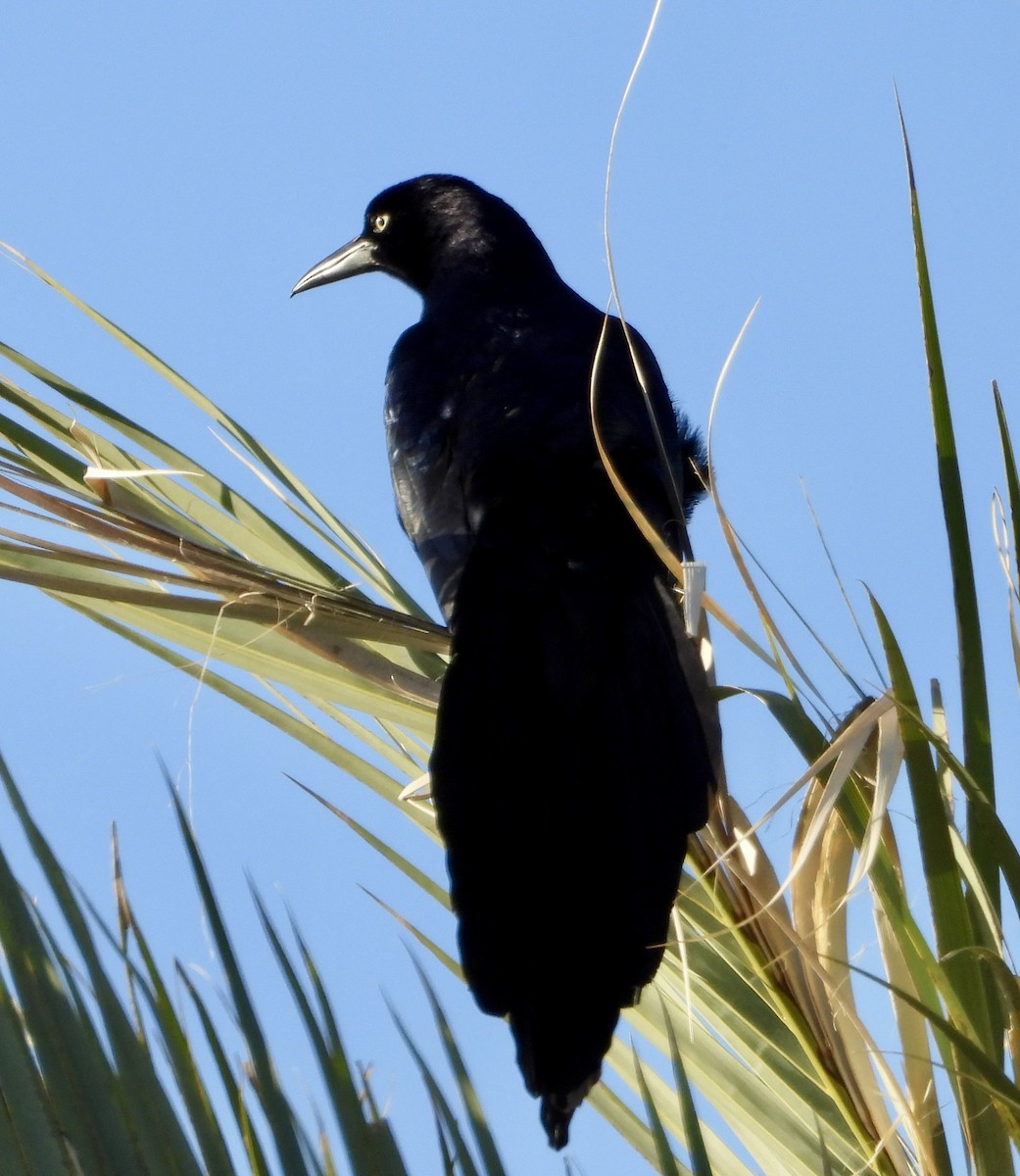 Great-tailed Grackle - ML617497672