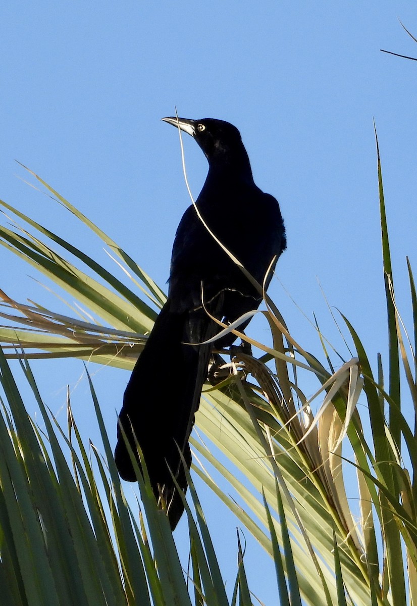 Great-tailed Grackle - ML617497674