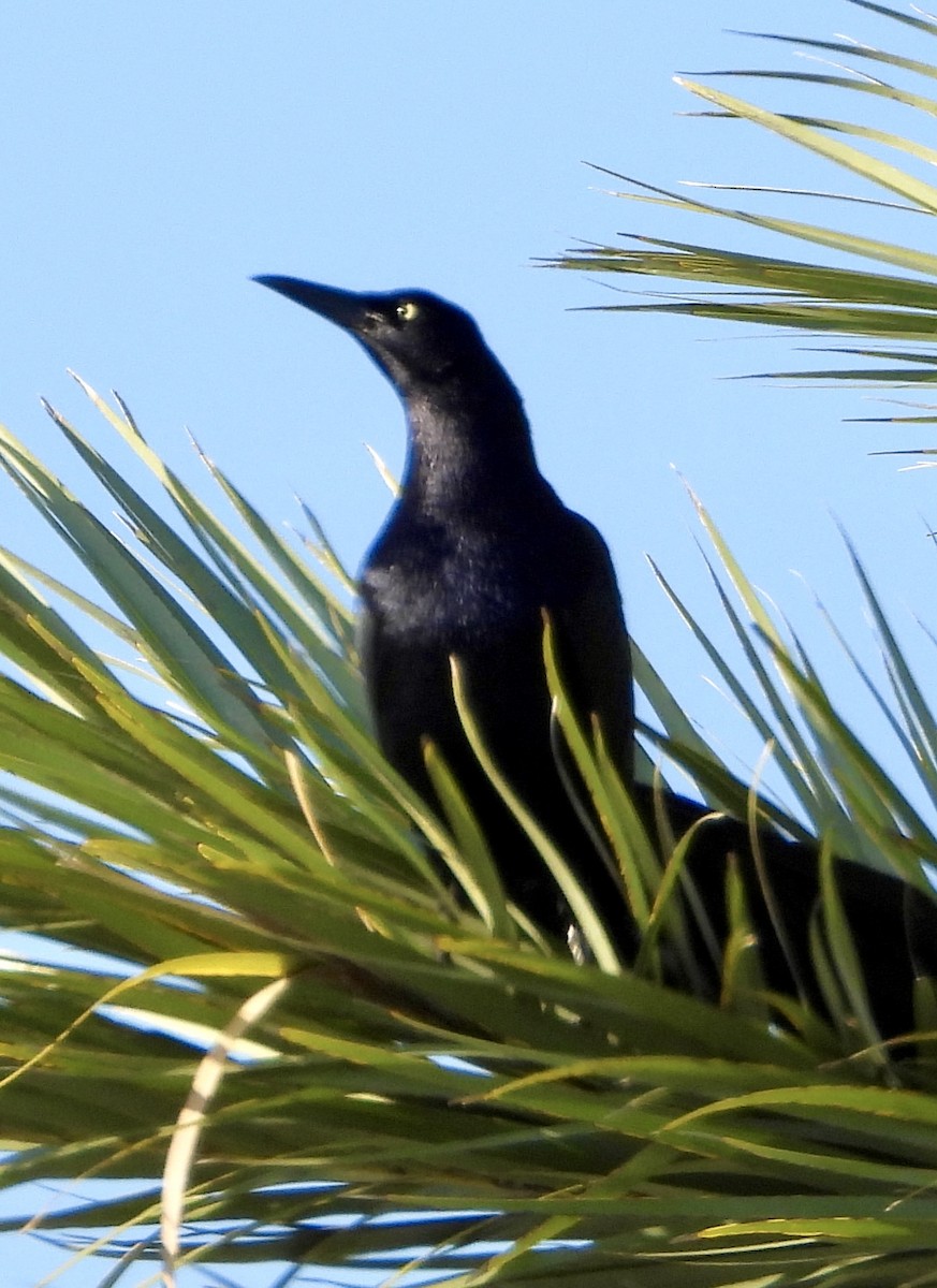 Great-tailed Grackle - Eve Waterman