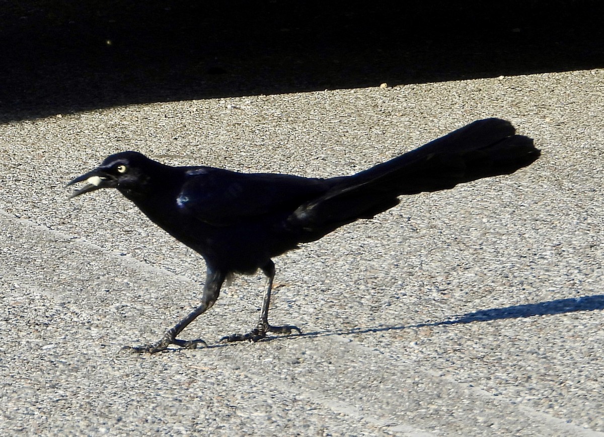 Great-tailed Grackle - ML617497676