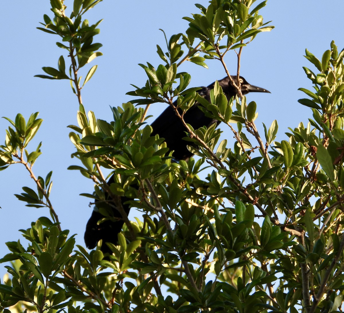 Great-tailed Grackle - ML617497678