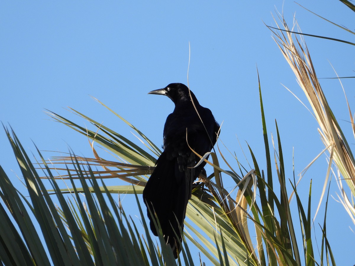 Great-tailed Grackle - ML617497679