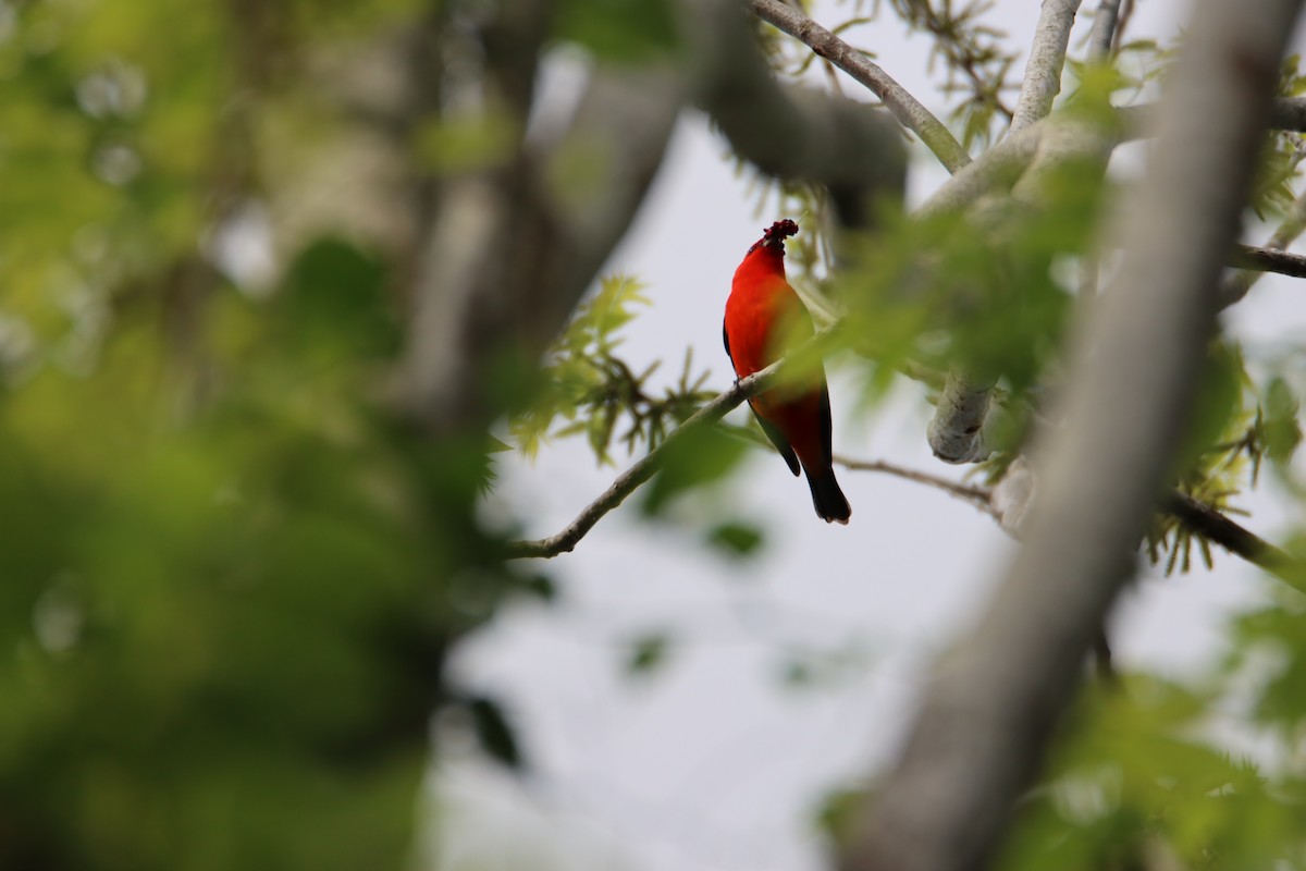 Scarlet Tanager - ML617497691