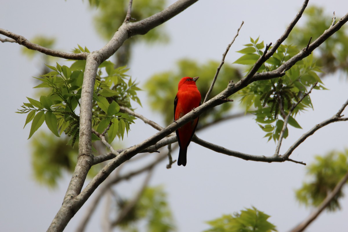 Scarlet Tanager - ML617497695