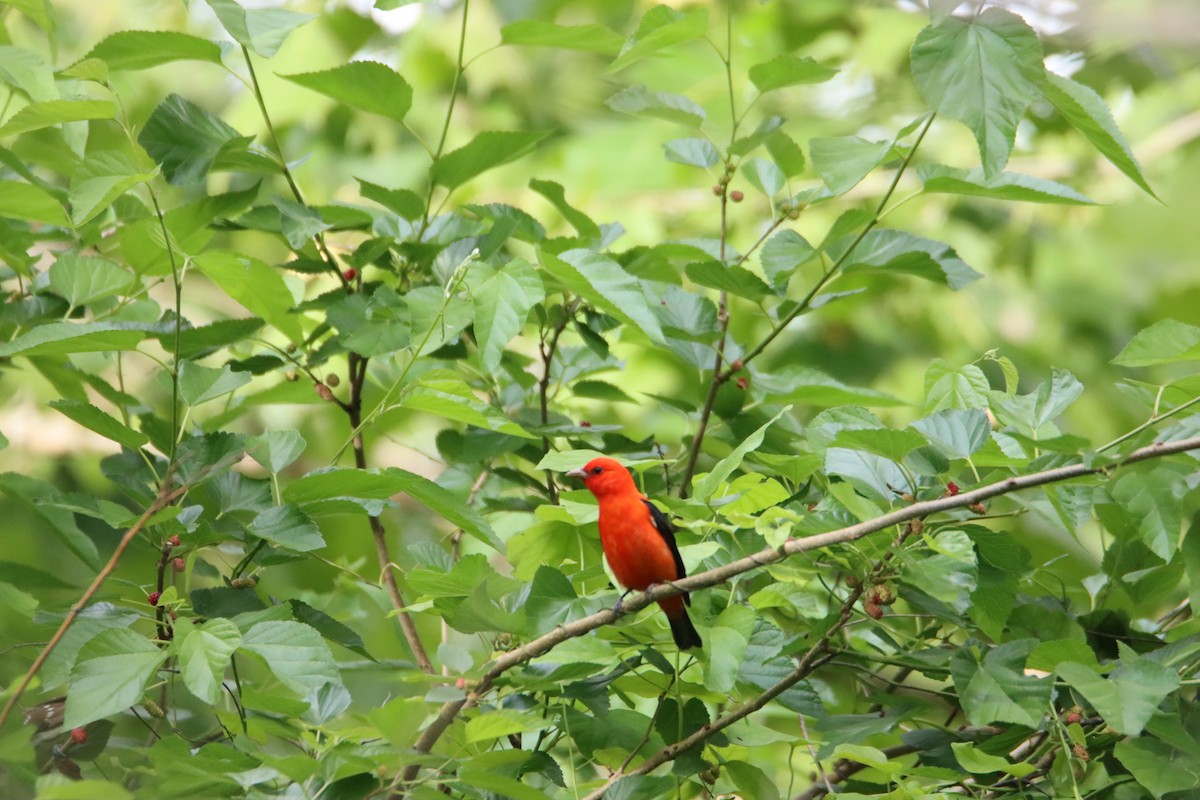 Scarlet Tanager - ML617497696