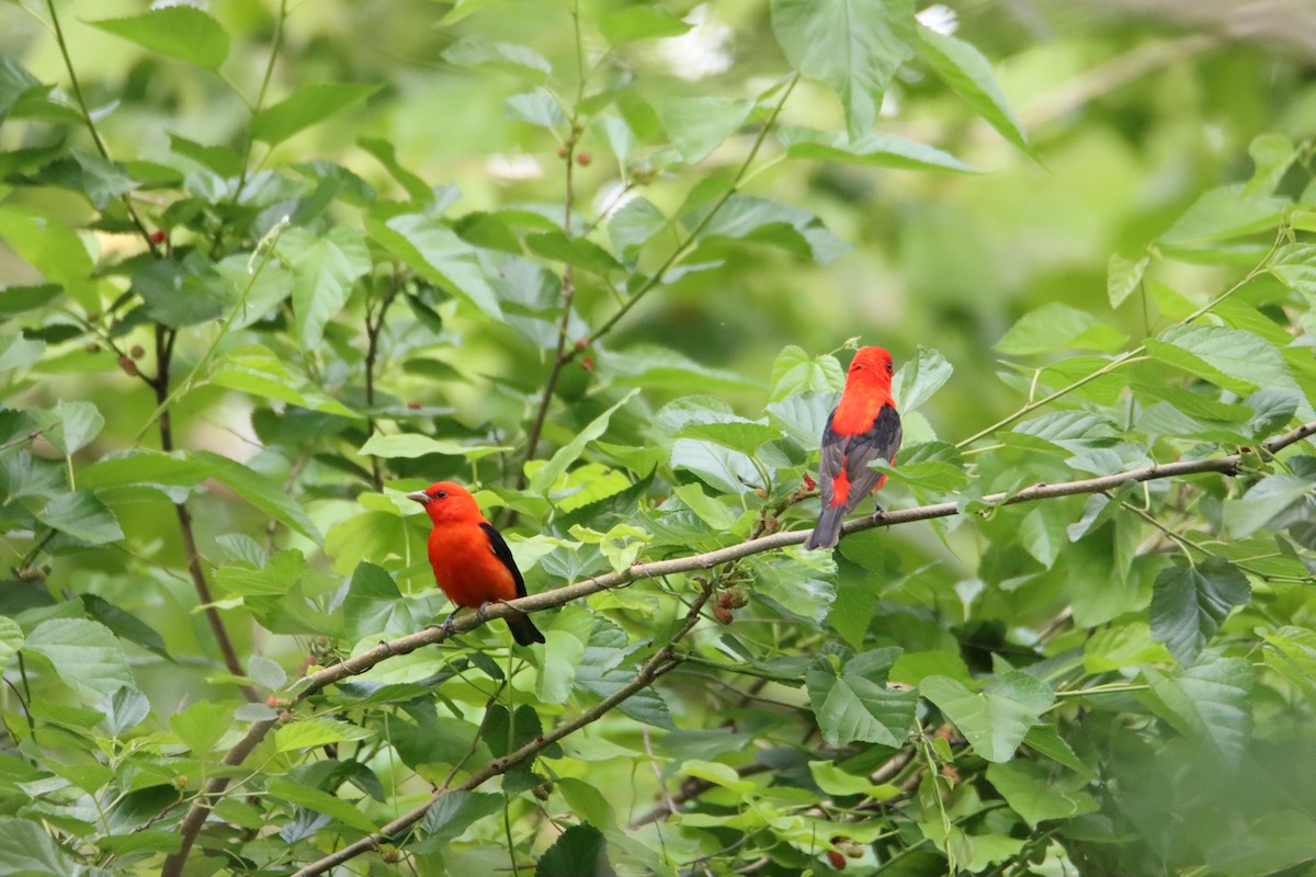 Scarlet Tanager - ML617497697