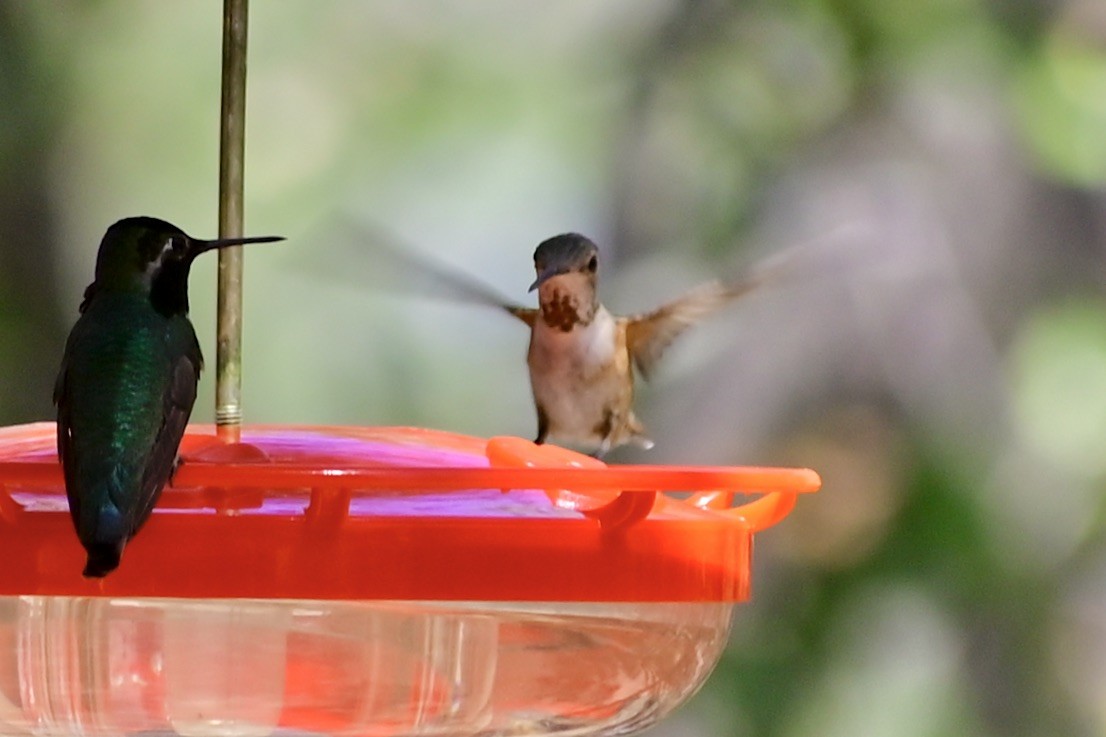 Rufous Hummingbird - ML617497790