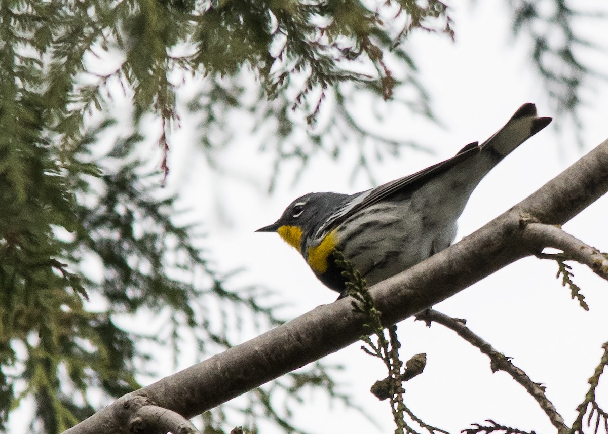 Yellow-rumped Warbler (Audubon's) - ML617497794