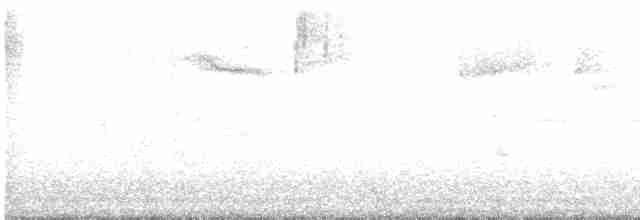 Kara Gözlü Junko (hyemalis/carolinensis) - ML617497812