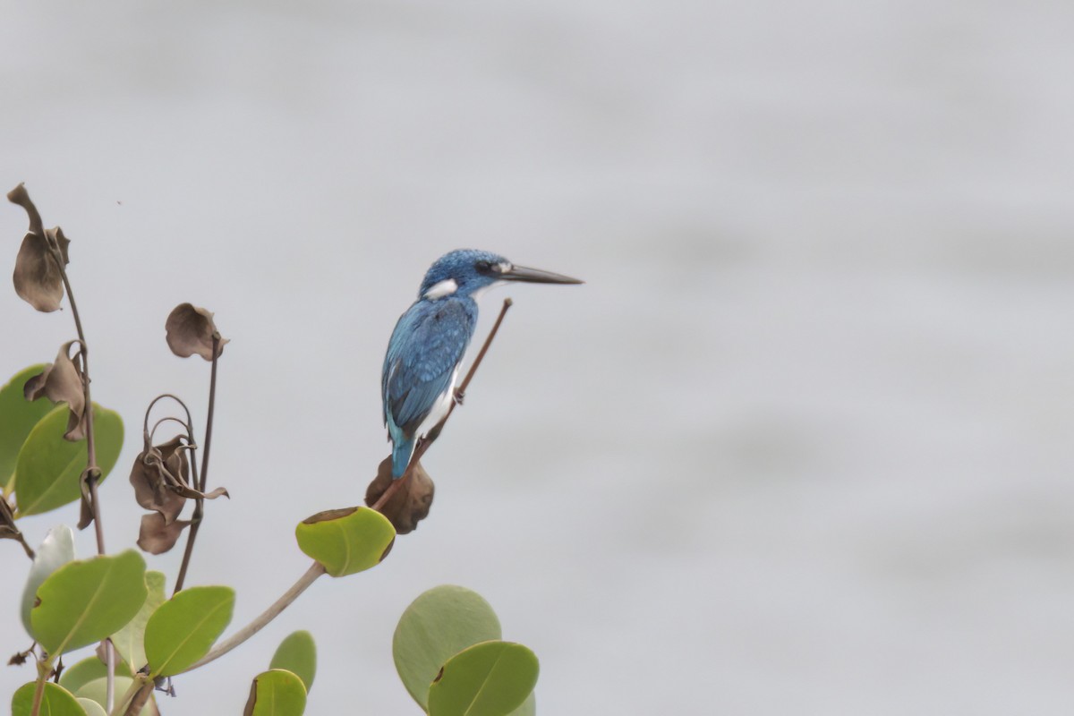 Small Blue Kingfisher - Andreas Heikaus