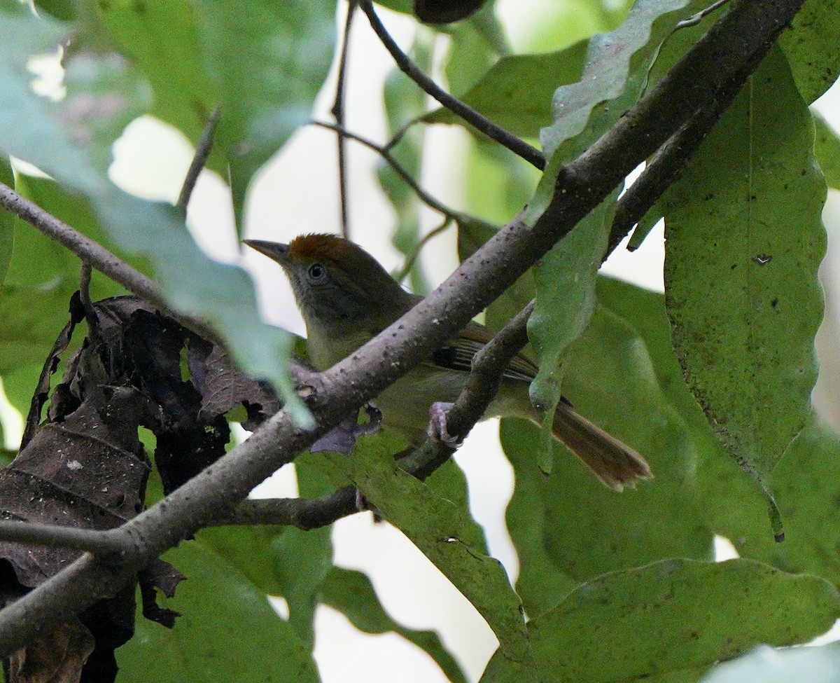 Tawny-crowned Greenlet - ML617497887