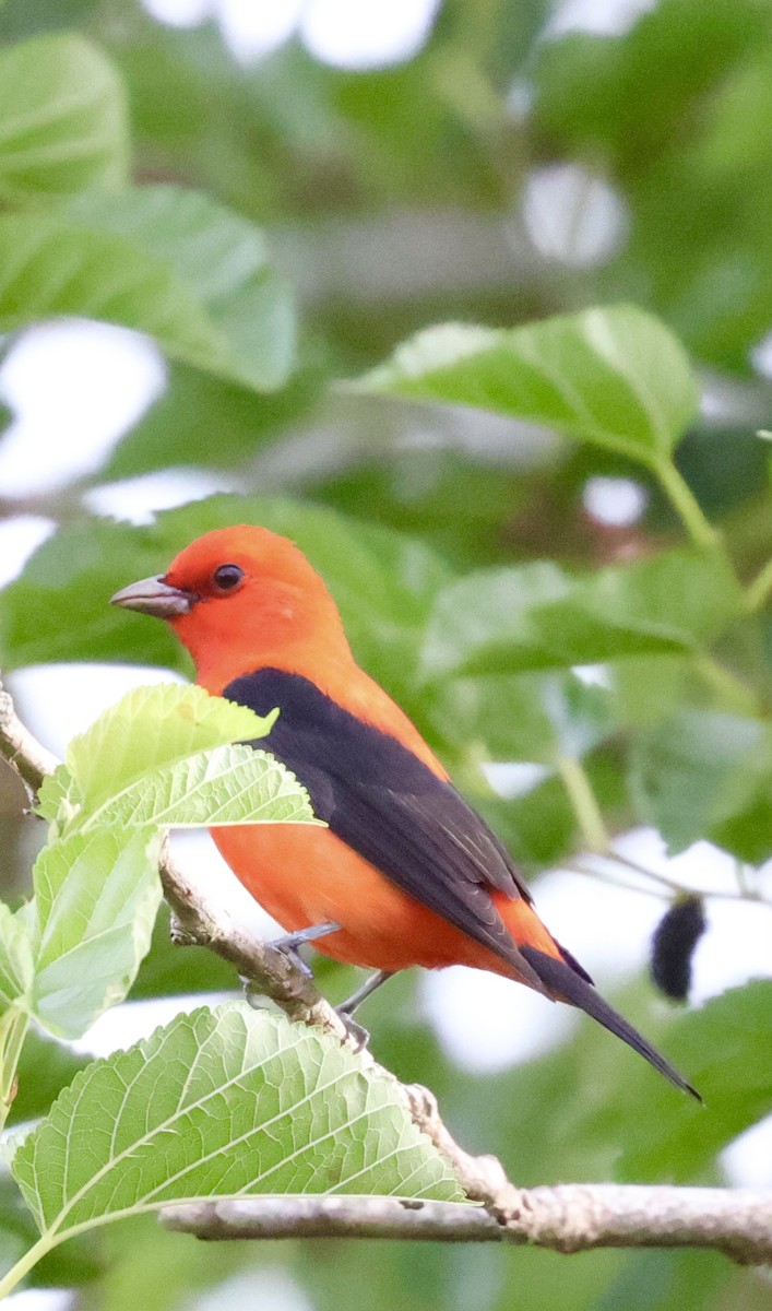Scarlet Tanager - ML617497888