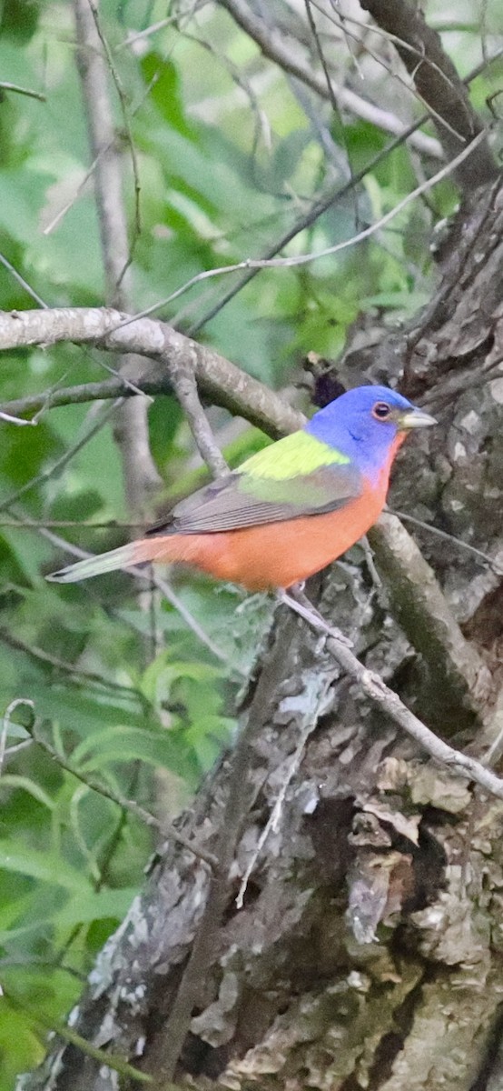 Painted Bunting - ML617497913