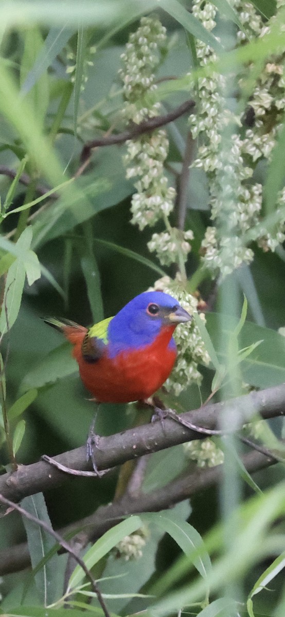 Painted Bunting - ML617497914