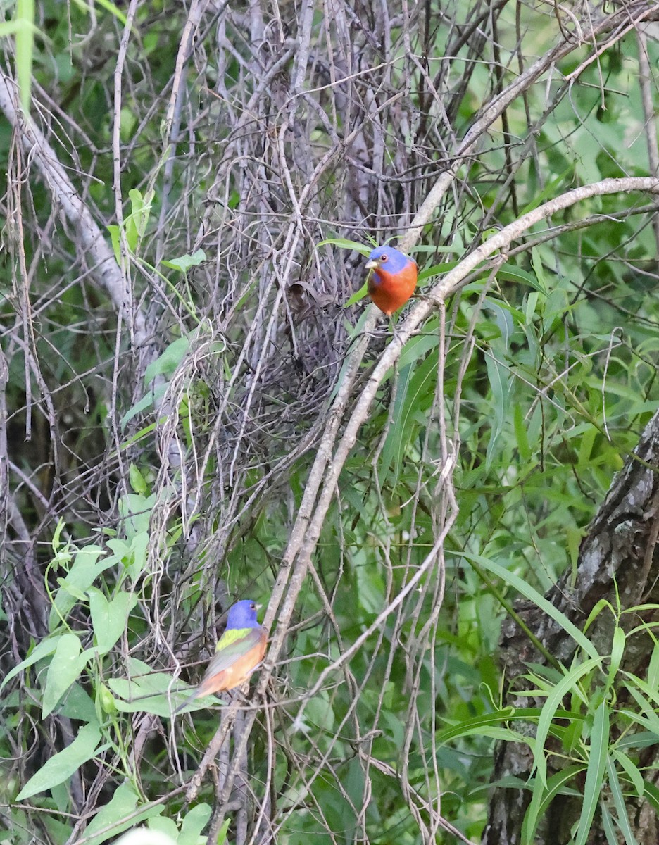 Painted Bunting - ML617497916