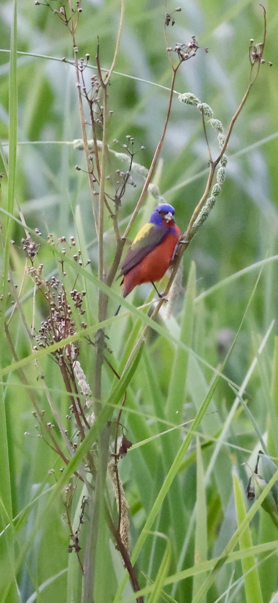 Painted Bunting - ML617497917