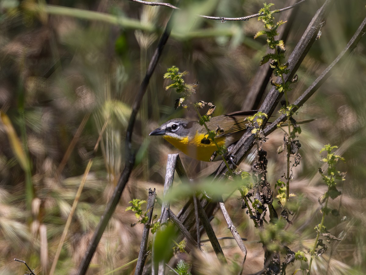 Yellow-breasted Chat - ML617497963