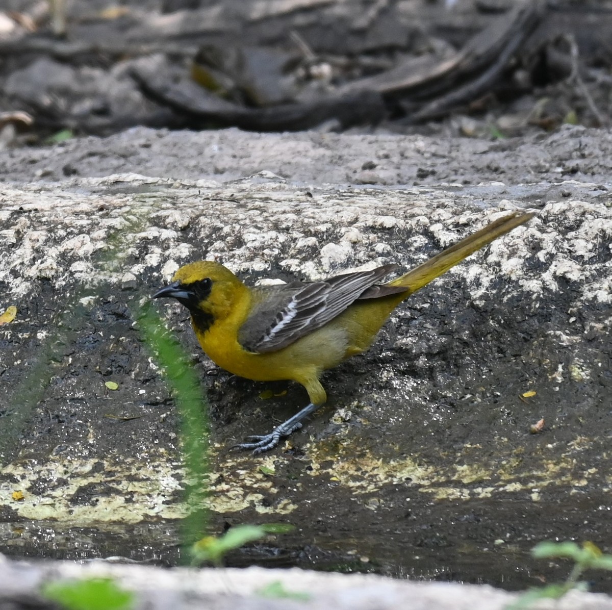 Orchard Oriole - ML617497993