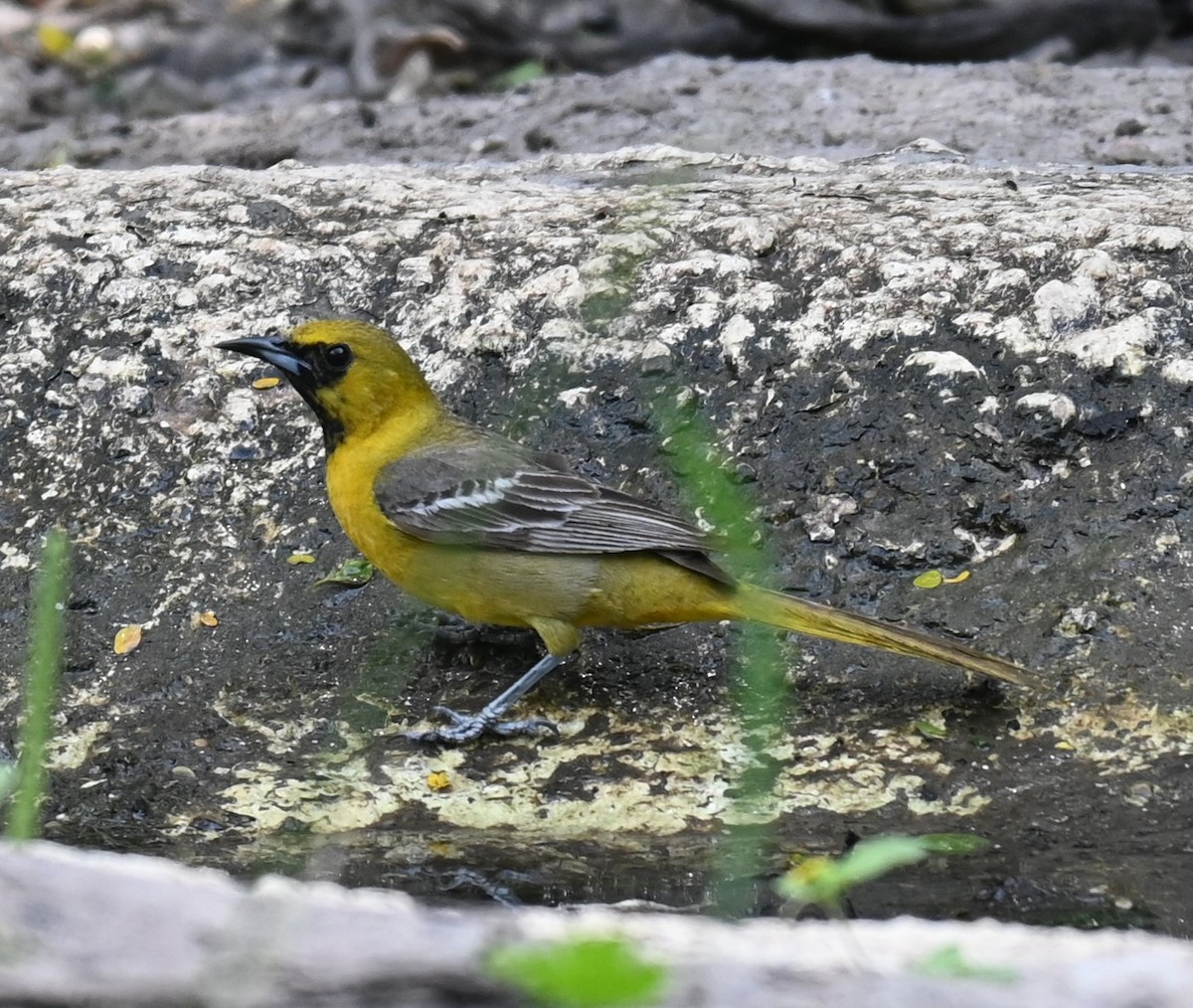 Orchard Oriole - ML617497994