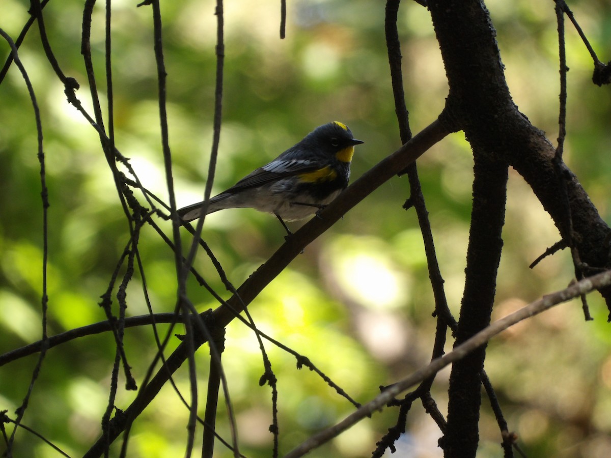 Yellow-rumped Warbler (Audubon's) - ML617498007