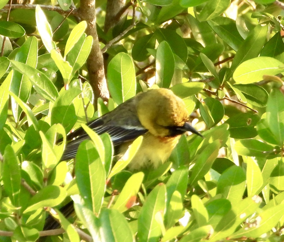 Orchard Oriole - ML617498010