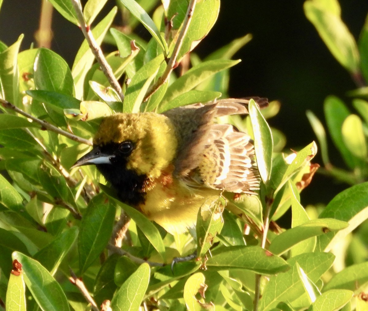 Orchard Oriole - ML617498011
