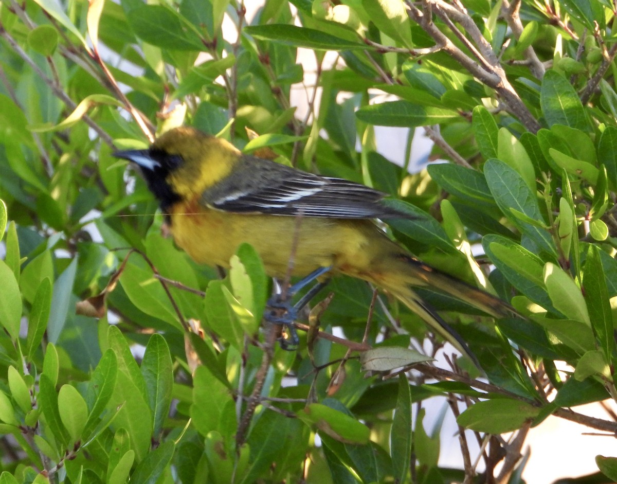 Orchard Oriole - ML617498013