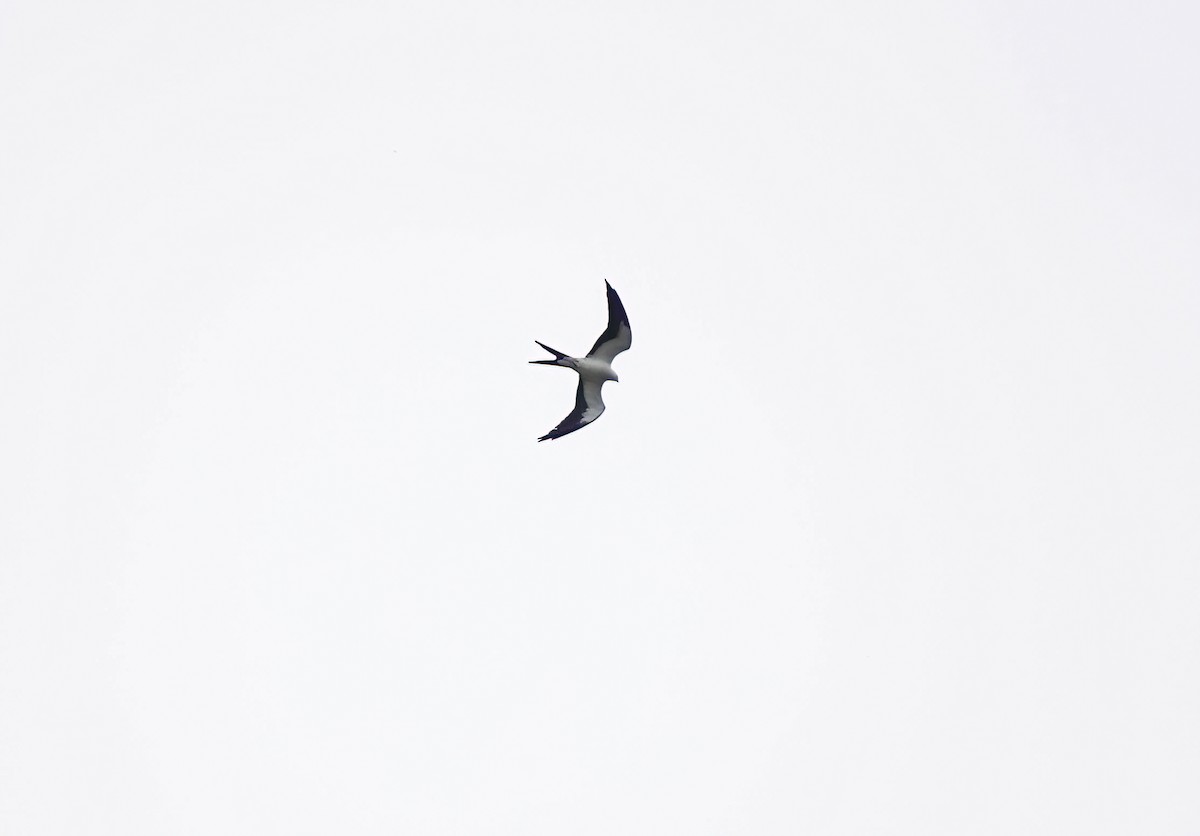 Swallow-tailed Kite - ML617498018