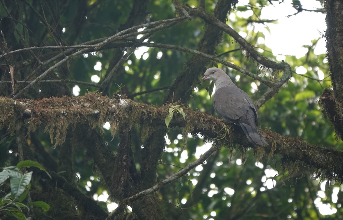Mountain Imperial-Pigeon - ML617498026