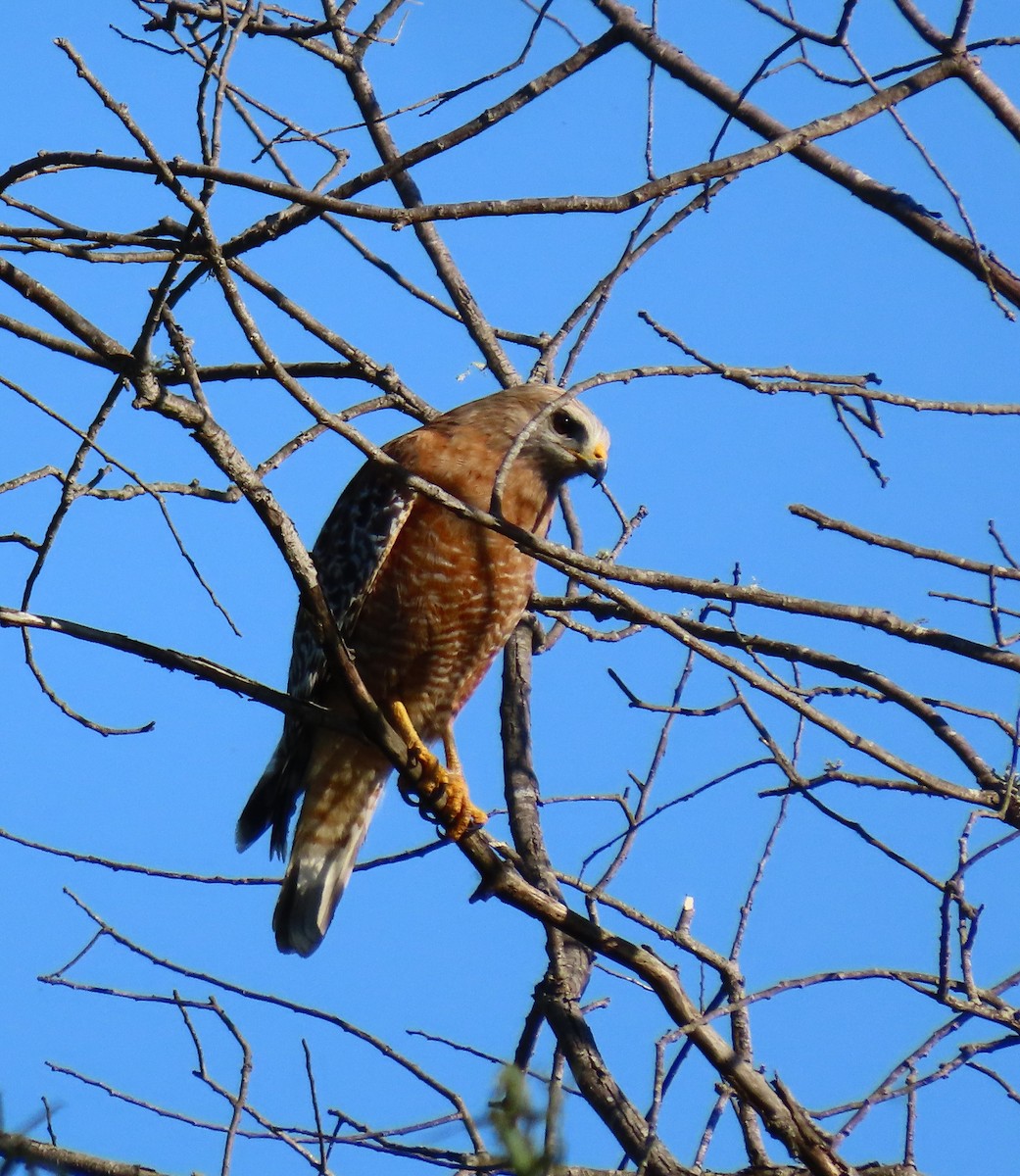 eBird Checklist - 11 Apr 2024 - Santa Rosa Creek Trail and Delta Pond ...