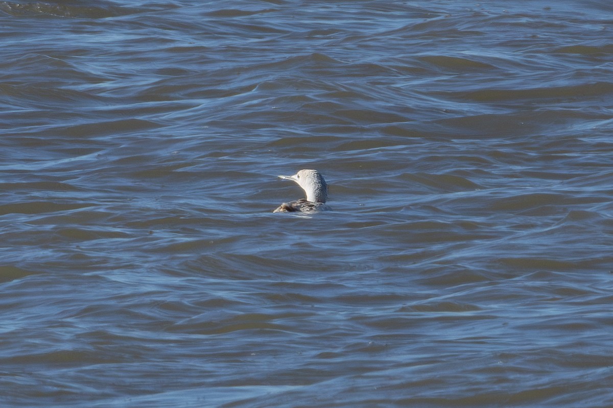 Red-throated Loon - Ian Bell