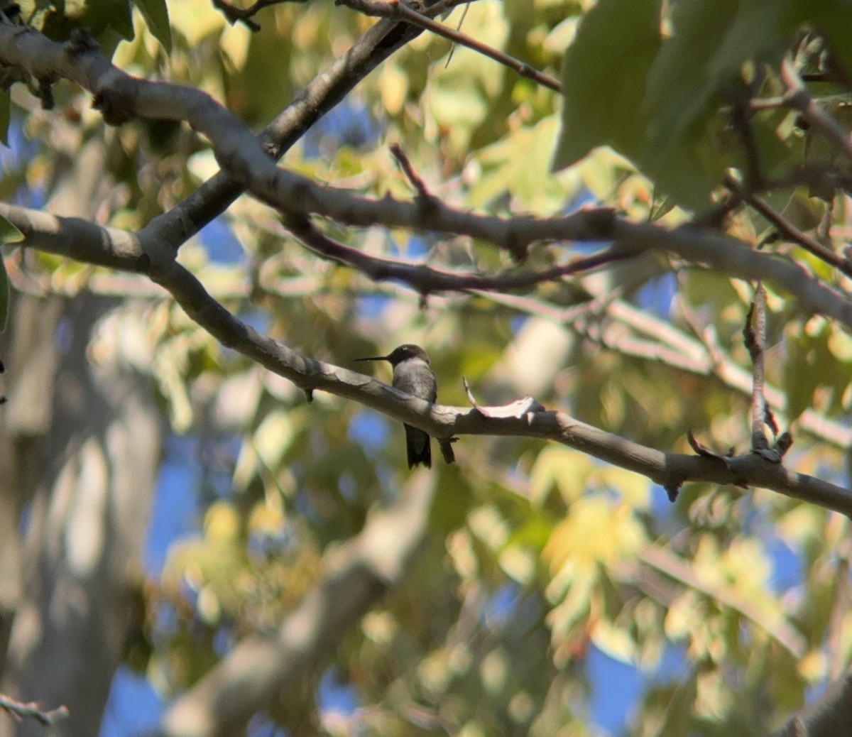 Black-chinned Hummingbird - ML617498201