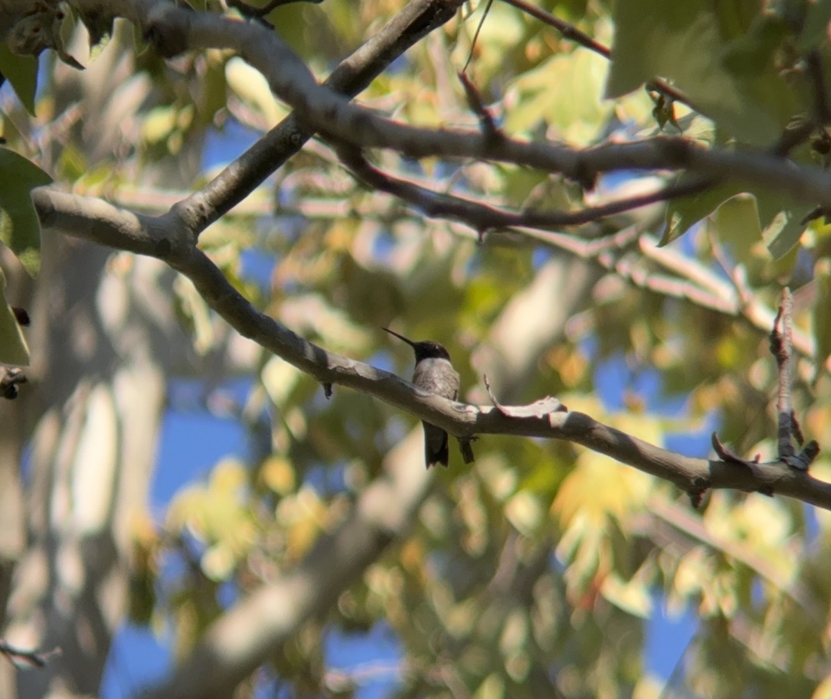 Black-chinned Hummingbird - Matt Brady