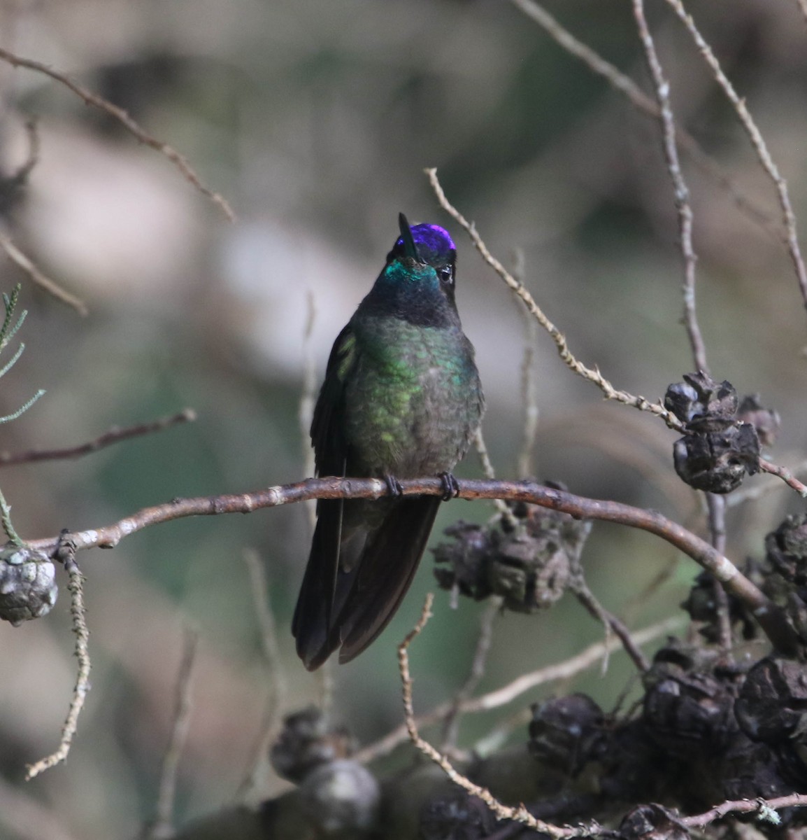 Talamanca Hummingbird - ML617498212
